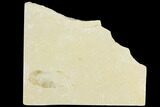 Cretaceous Fossil Shrimp - Lebanon #123953-1